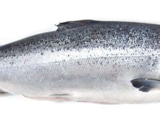 Fisk